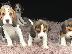 PoulaTo: Gorgeous Kc εγγεγραμμένα Beagle Pups